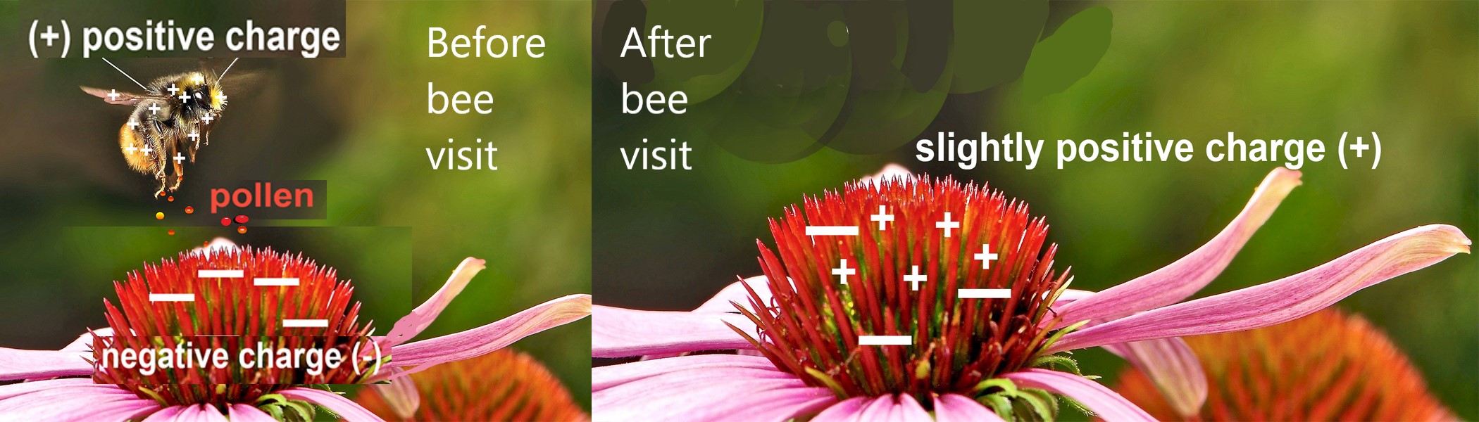 Diagram_of_electrical_charges_between_bees_and_flowers