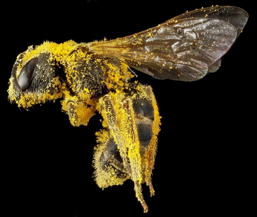 bee pollen