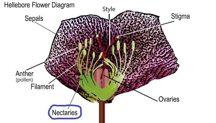 Flower Diagram