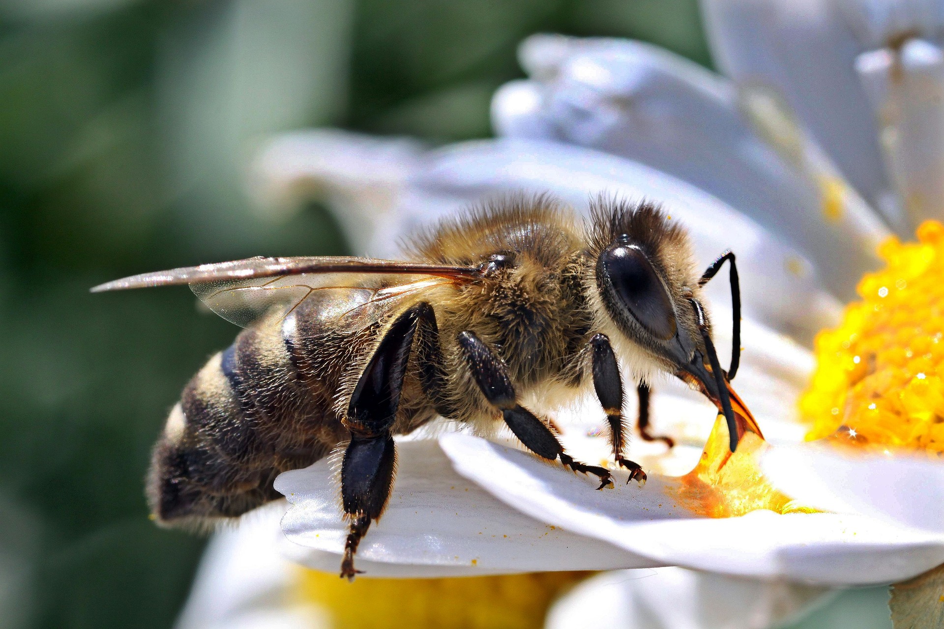 bee pollinating