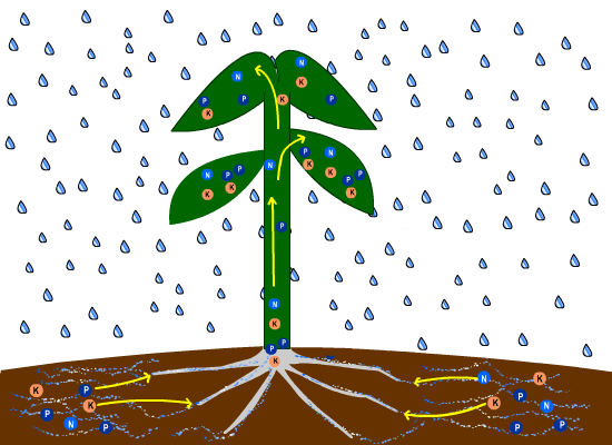 Plant_diagram