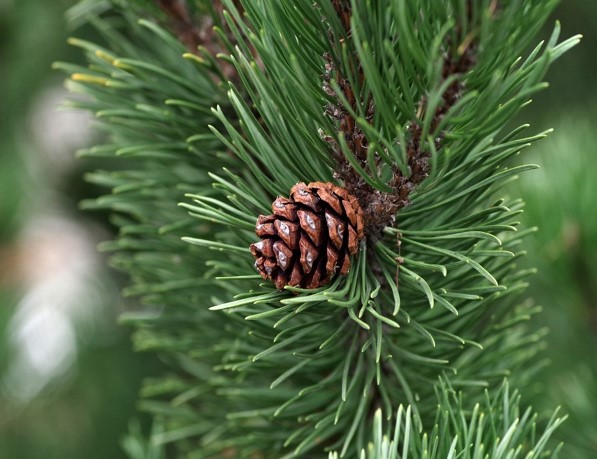 pine cone