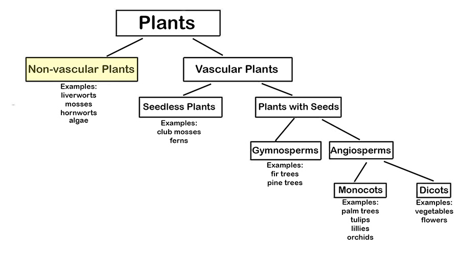 Non-Vascular Plants