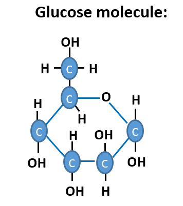 Photosynthesis