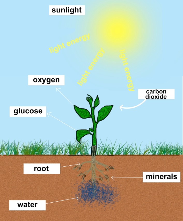 photosynthesis-mind-map