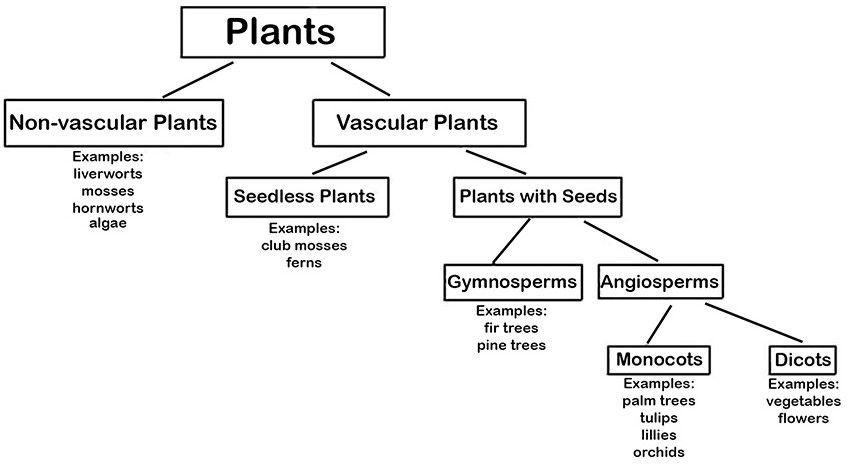 Vascular and Nonvascular Plants Chart