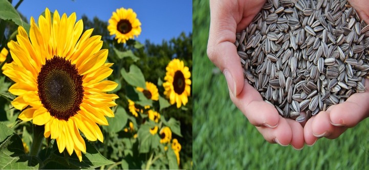 seed-bearing-plants