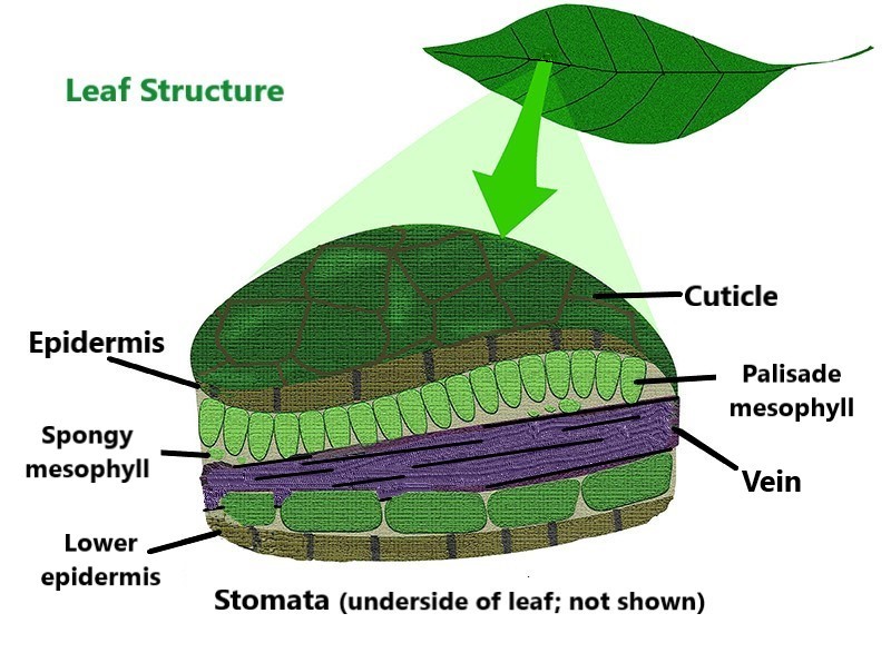 Leaf_Structure