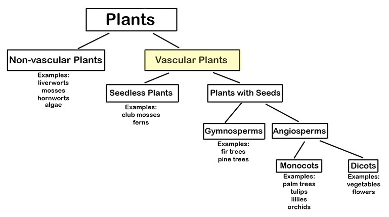 chart showing categories of vascular plants