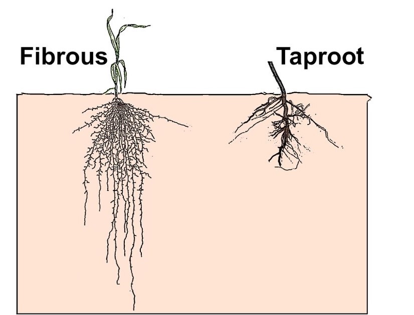 fibrous root_taproot root